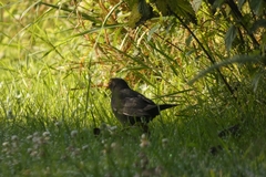 Turdus merula