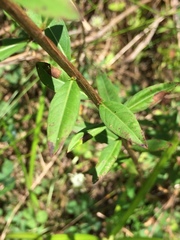 Lythrum alatum lanceolatum