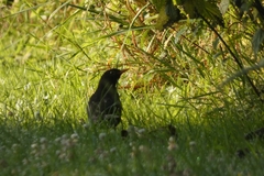 Turdus merula