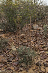 Euryops othonnoides