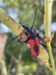 Purpuricenus kaehleri