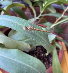 Sympetrum meridionale