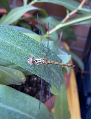 Sympetrum meridionale
