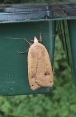 Noctua pronuba