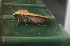 Noctua pronuba