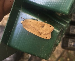 Noctua pronuba