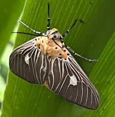 Asota plaginota