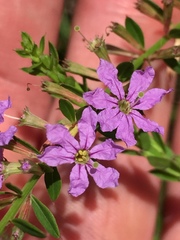 Lythrum alatum lanceolatum