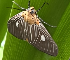 Asota plaginota