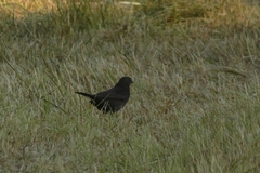 Turdus merula