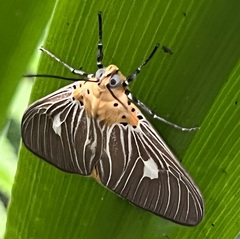 Asota plaginota