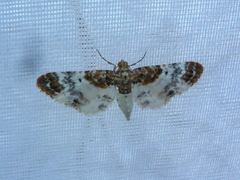 Eupithecia breviculata
