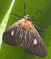 Asota plaginota