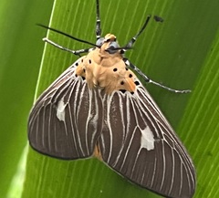 Asota plaginota