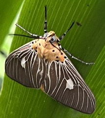 Asota plaginota