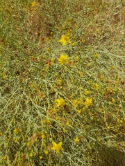 Hypericum triquetrifolium