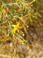 Hypericum triquetrifolium