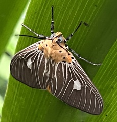 Asota plaginota