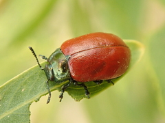 Chrysomela saliceti