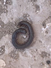 Archispirostreptus syriacus