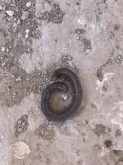 Archispirostreptus syriacus