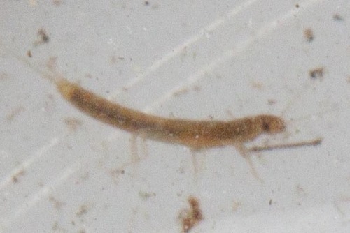 Plecoptera