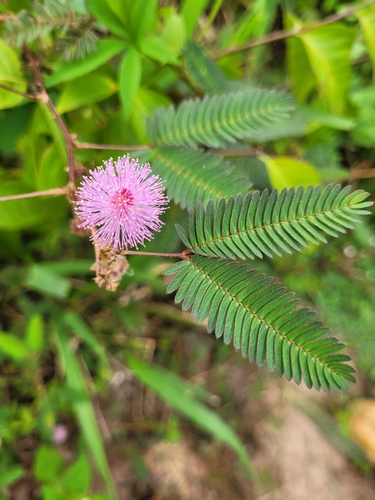 Sensitive Plant