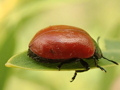Chrysomela saliceti