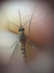 Culex tritaeniorhynchus