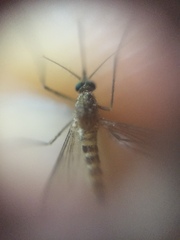 Culex tritaeniorhynchus