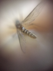 Culex tritaeniorhynchus