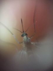 Culex tritaeniorhynchus