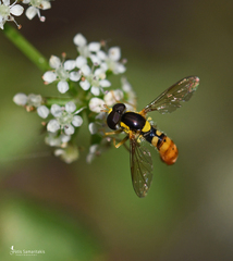 Sphaerophoria rueppellii