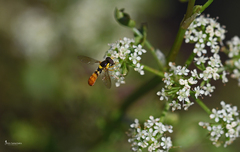 Sphaerophoria rueppellii