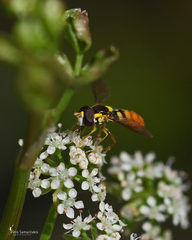 Sphaerophoria rueppellii