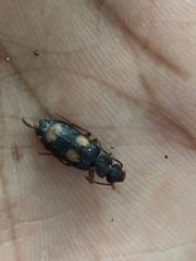 Macrocheilus