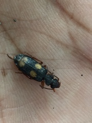 Macrocheilus