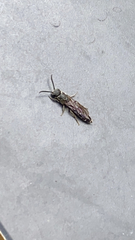 Sapygina decemguttata