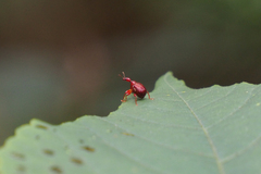 Paratrachelophorus nodicornis