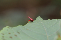 Paratrachelophorus nodicornis