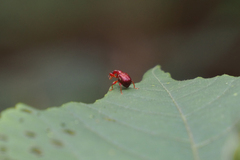 Paratrachelophorus nodicornis