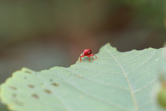 Paratrachelophorus nodicornis