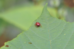 Paratrachelophorus nodicornis