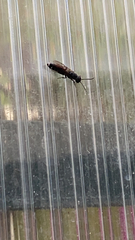 Sapygina decemguttata