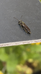 Sapygina decemguttata