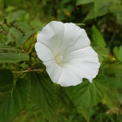Calystegia