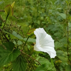 Calystegia