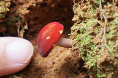 Parvixerocomus aokii