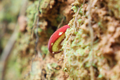 Parvixerocomus aokii