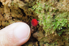 Parvixerocomus aokii